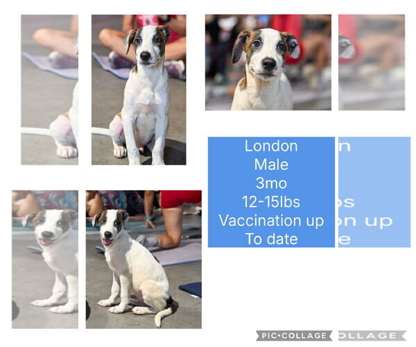 Medium Photo #2 Labrador Retriever-Unknown Mix Puppy For Sale in Virginia Beach, VA, USA