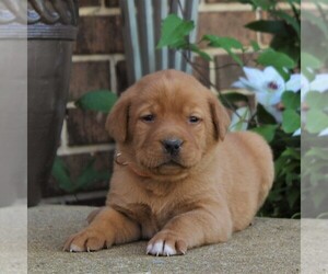 Medium Labrador Retriever