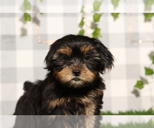 Shorkie Tzu Puppy for sale in MARIETTA, GA, USA