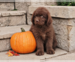 Puppy Puppy 6 Newfoundland