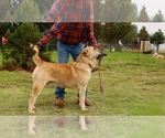 Small Photo #1 Central Asian Shepherd Dog Puppy For Sale in LINCOLN, CA, USA