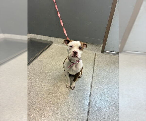 Medium Photo #1 Boxer-Unknown Mix Puppy For Sale in Tallahassee, FL, USA