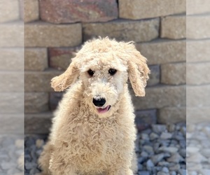 Poodle (Standard) Puppy for sale in DUNDEE, OH, USA