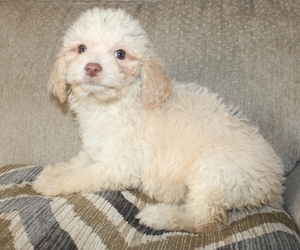 Goldendoodle (Miniature) Puppy for sale in BLMGTN, IN, USA