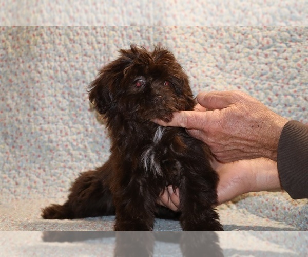 Medium Photo #10 Shih Tzu Puppy For Sale in DYERSBURG, TN, USA