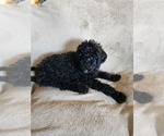 Puppy Puppy 2 Goldendoodle