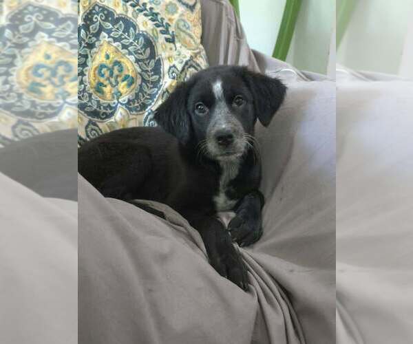 Medium Photo #4 Shepweiller Puppy For Sale in Raleigh, NC, USA