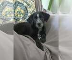 Small #3 Shepweiller