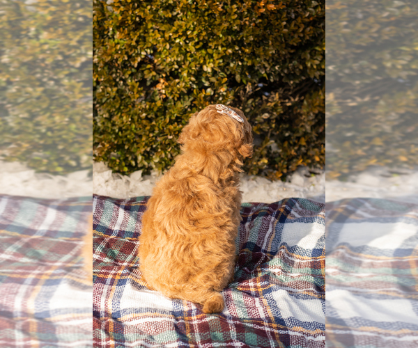 Medium Photo #6 Miniature Labradoodle Puppy For Sale in NAPPANEE, IN, USA