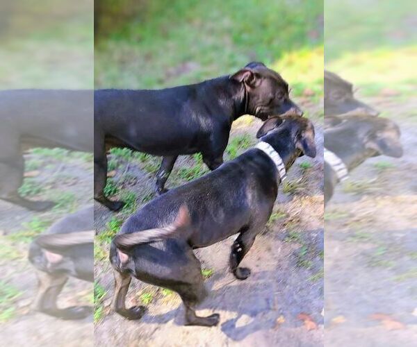 Medium Photo #3 American Staffordshire Terrier-Unknown Mix Puppy For Sale in columbia, SC, USA