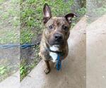 Leroy - Male American Pit Bull Terrier-Eurasier Mix Dog for Adoption - Small photo