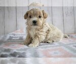 Puppy 2 Poovanese