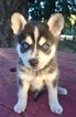 Small Photo #2 Alaskan Klee Kai Puppy For Sale in AUMSVILLE, OR, USA