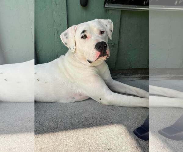 Medium Photo #1 Boxador Puppy For Sale in Hinton, WV, USA