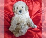Small Photo #2 Poodle (Miniature) Puppy For Sale in NORWOOD, MO, USA