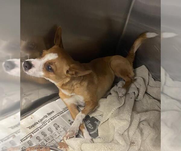 Medium Photo #2 Chihuahua-Unknown Mix Puppy For Sale in San Antonio, TX, USA