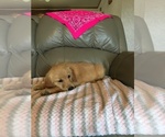 Small Photo #8 Golden Retriever Puppy For Sale in PARIS, TX, USA