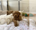 Small Photo #1 Goldendoodle (Miniature) Puppy For Sale in SAN JOSE, CA, USA