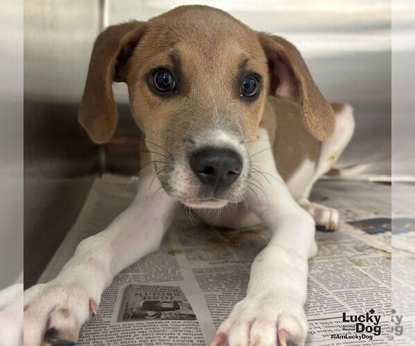 Medium Photo #1 Labbe Puppy For Sale in Washington, DC, USA