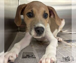 Labbe Dogs for adoption in Washington, DC, USA