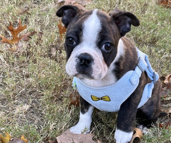 Medium Photo #1 Boston Terrier Puppy For Sale in BURLESON, TX, USA