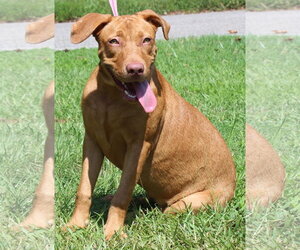 Honey 44362 - Female Retriever -Unknown Mix Dog for Adoption - Photo #3