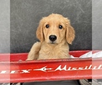 Small #5 Golden Retriever