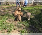 Small #8 Yorkshire Terrier