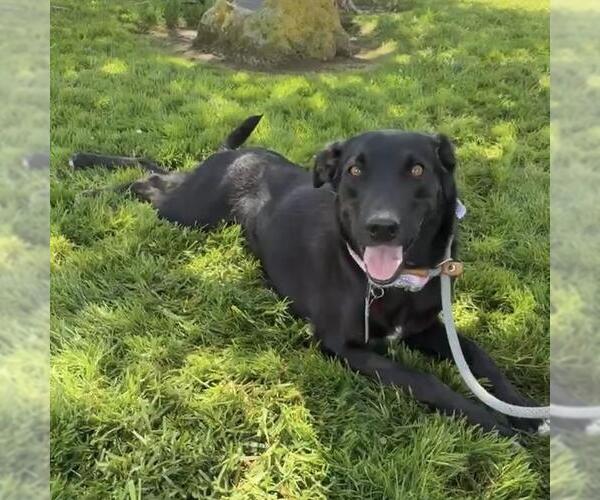 Medium Photo #10 Labrador Retriever-Unknown Mix Puppy For Sale in San Diego, CA, USA