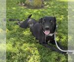 Small #9 Labrador Retriever Mix