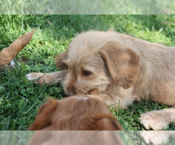Medium Photo #7 Miniature Labradoodle Puppy For Sale in CLARKRANGE, TN, USA