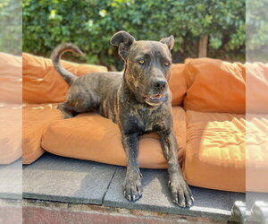 Honey - Female German Shepherd Dog-Unknown Mix Dog for Adoption - Photo #6
