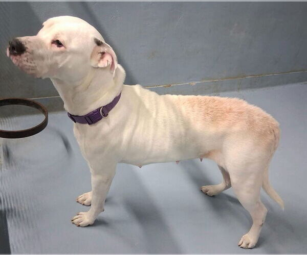 Medium Photo #3 Mutt Puppy For Sale in Hillsboro, NH, USA