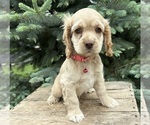 Small Cocker Spaniel
