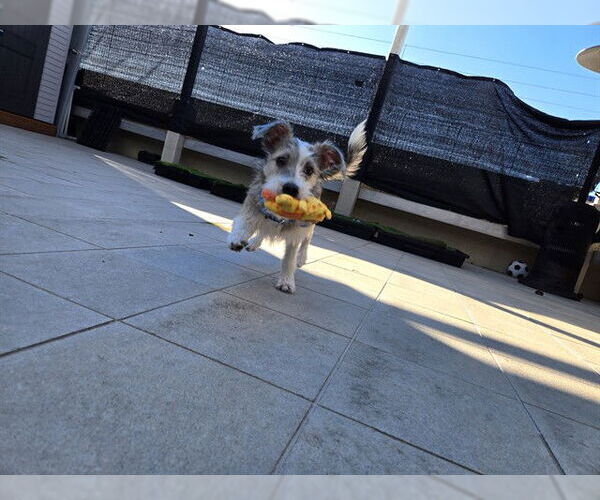 Medium Photo #1 Mutt Puppy For Sale in Redwood City, CA, USA