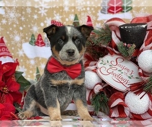 Australian Cattle Dog Puppy for sale in LANCASTER, PA, USA