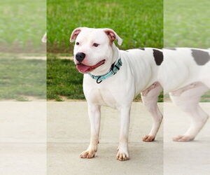 American Pit Bull Terrier Dogs for adoption in Evansville, IN, USA