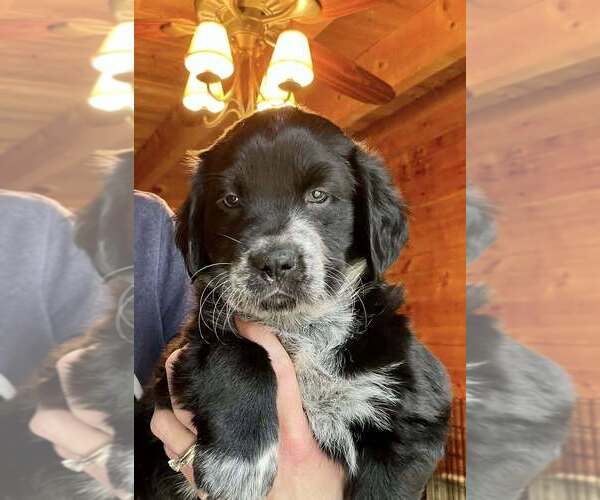 Medium Photo #1 Catahoula Leopard Dog-Labrador Retriever Mix Puppy For Sale in New York, NY, USA