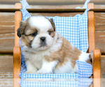 Small #4 Shih Tzu