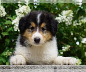 Collie Puppy for sale in FREDERICKSBG, OH, USA