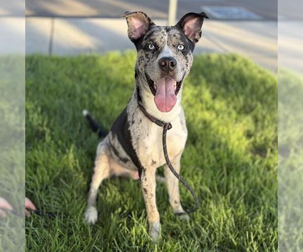 Medium Photo #1 Catahoula Leopard Dog-Unknown Mix Puppy For Sale in Modesto, CA, USA