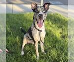 Small Catahoula Leopard Dog Mix
