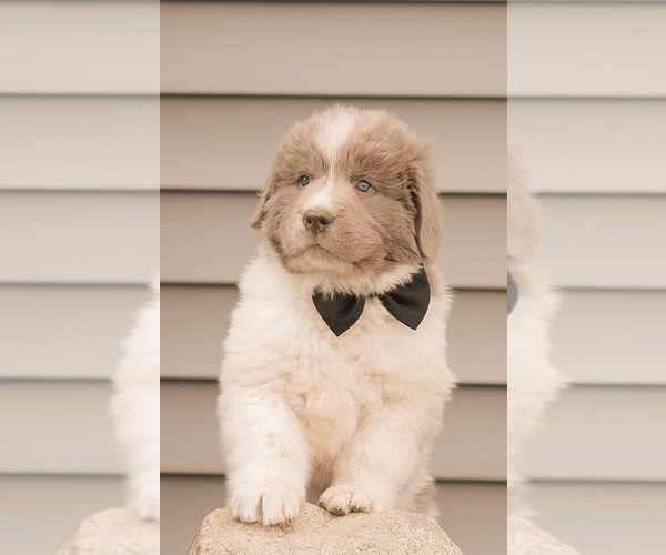 Medium Photo #7 Newfoundland Puppy For Sale in SYRACUSE, IN, USA
