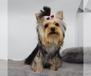 Yorkshire Terrier Puppy for sale in LOS ANGELES, CA, USA