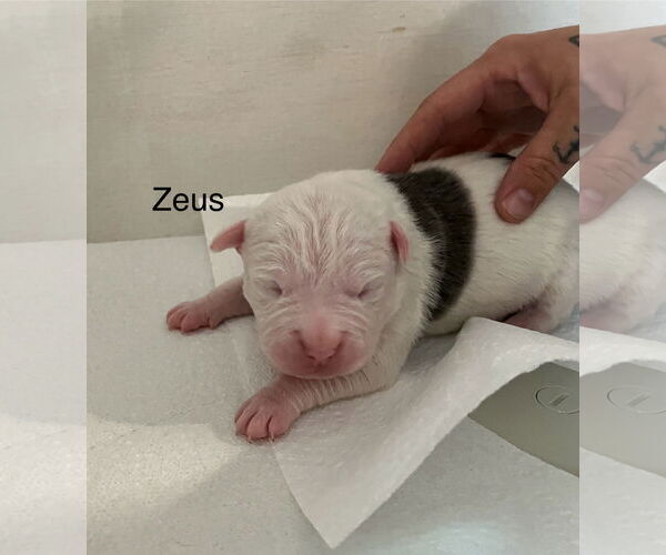Medium Photo #2 Bullypit Puppy For Sale in Berlin, MD, USA