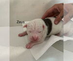 Small #1 Bullypit