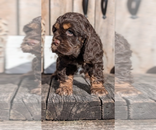 Medium Photo #9 Cocker Spaniel Puppy For Sale in GOSHEN, IN, USA