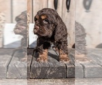 Small Photo #9 Cocker Spaniel Puppy For Sale in GOSHEN, IN, USA