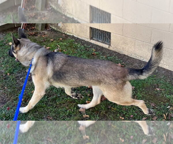Medium Photo #3 German Shepherd Dog Puppy For Sale in Tarboro, NC, USA