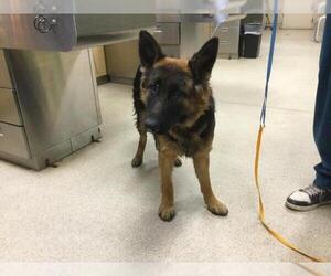 German Shepherd Dog Dogs for adoption in Riverside, CA, USA
